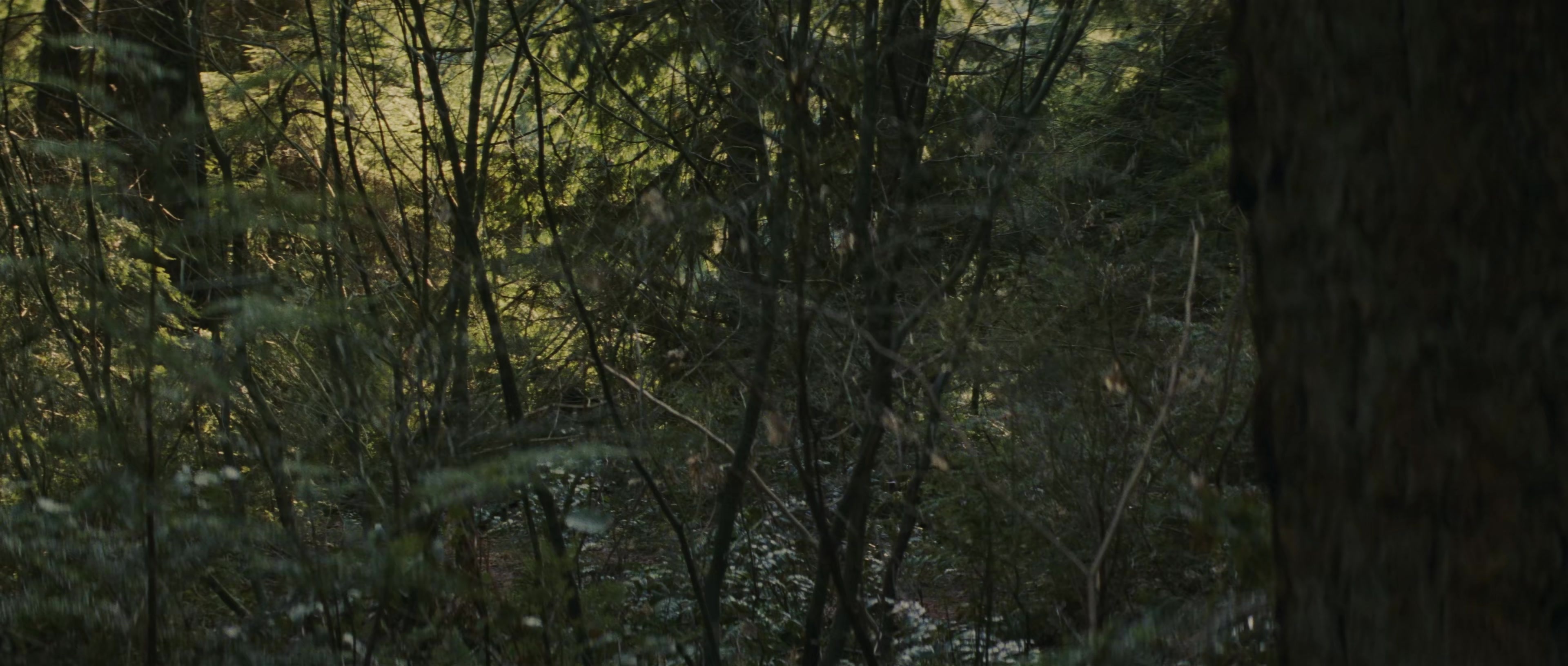 First Blood (1982), wide, 2.35:1 — film still