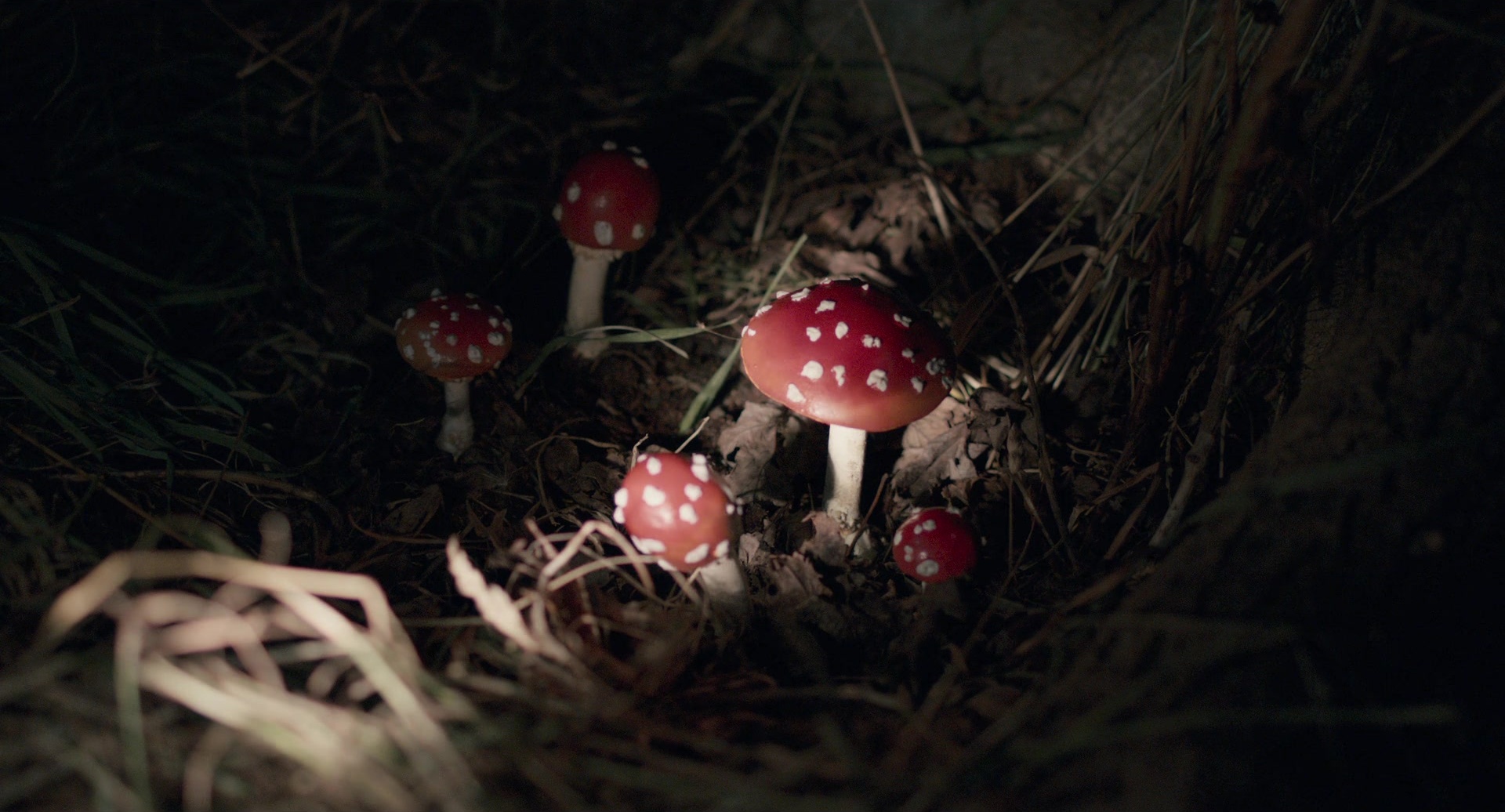 Only Lovers Left Alive (2013), wide, 1.85:1 — film still