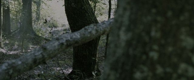 Wide shot frame from The Maze Runner — bird, forest