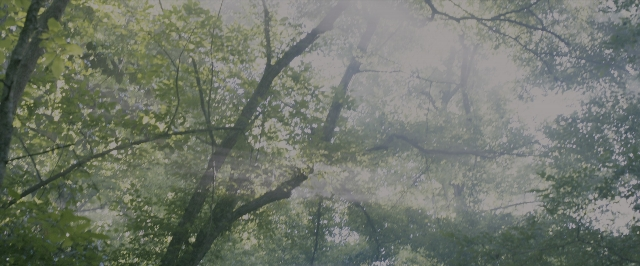 Wide shot frame from The Maze Runner — forest, tree