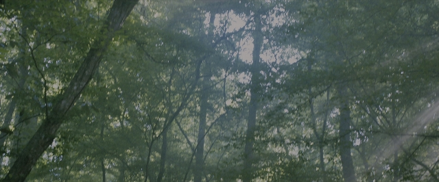 Wide shot frame from The Maze Runner — forest, tree