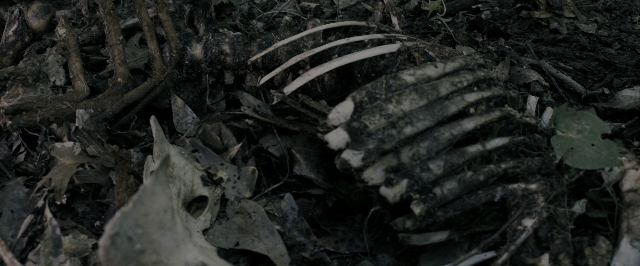 Wide shot frame from The Maze Runner — animal