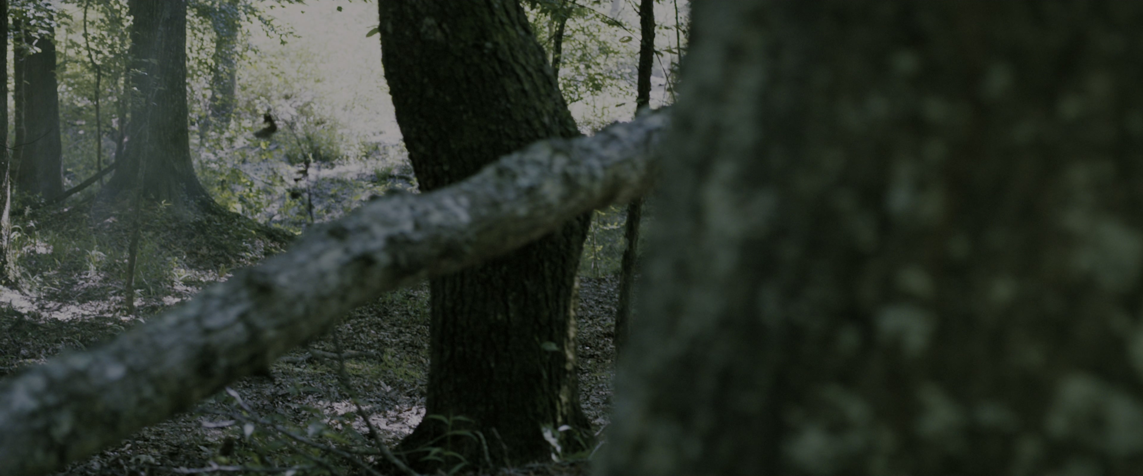 The Maze Runner (2014), wide, 2.40:1 — film still