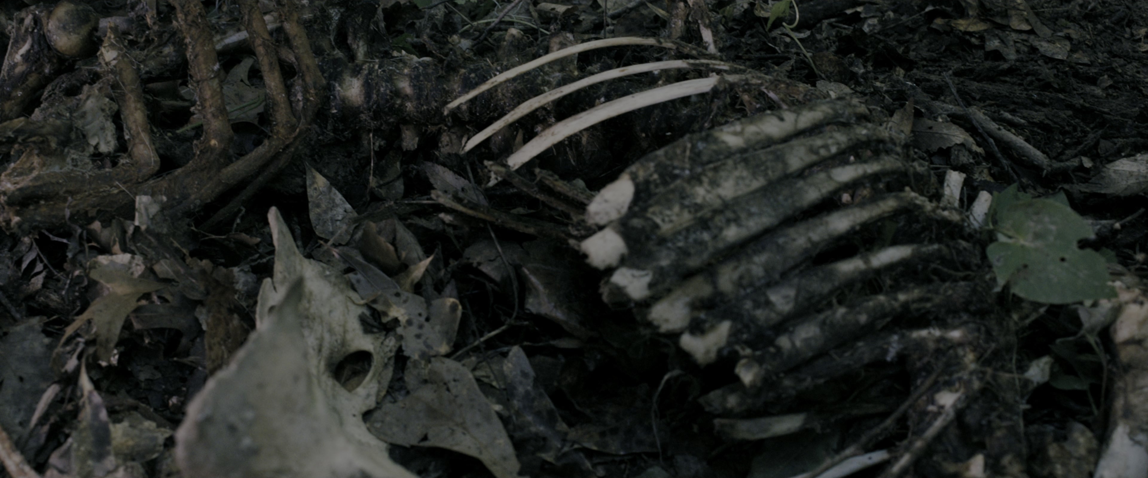 The Maze Runner (2014), wide, 2.40:1 — film still