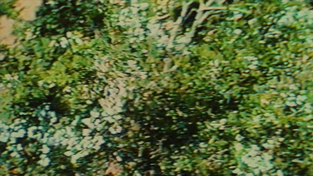 Wide shot frame from Ta'm e guilass — uniform, flower