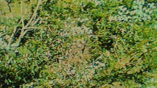 seria-118243.jpg