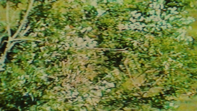 seria-118451.jpg