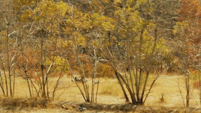 Ta'm e guilass — film still