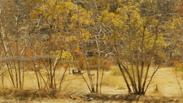 Ta'm e guilass — film still