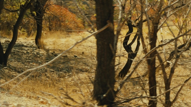 Wide shot frame from Ta'm e guilass — bird, forest