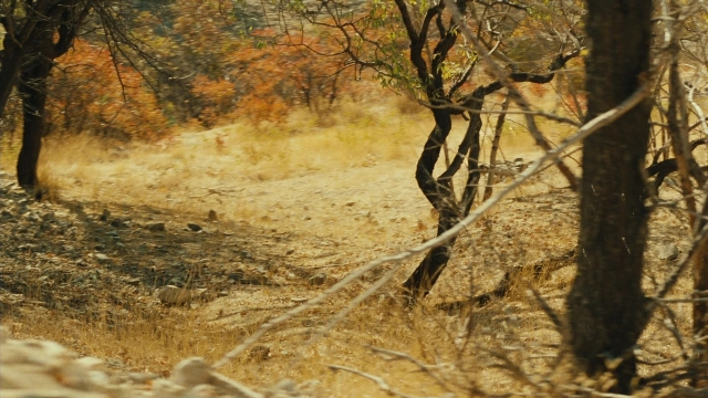 Ta'm e guilass — film still