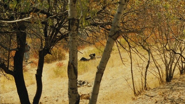 Wide shot frame from Ta'm e guilass — walking, dog, forest