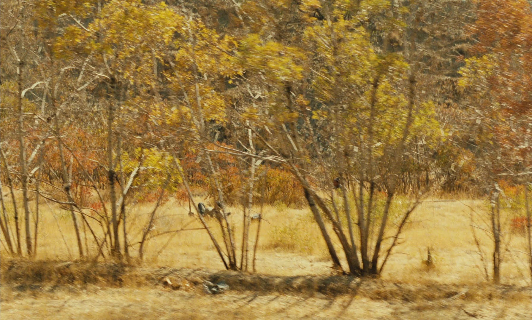 Ta'm e guilass (1997), wide, 1.66:1 — film still