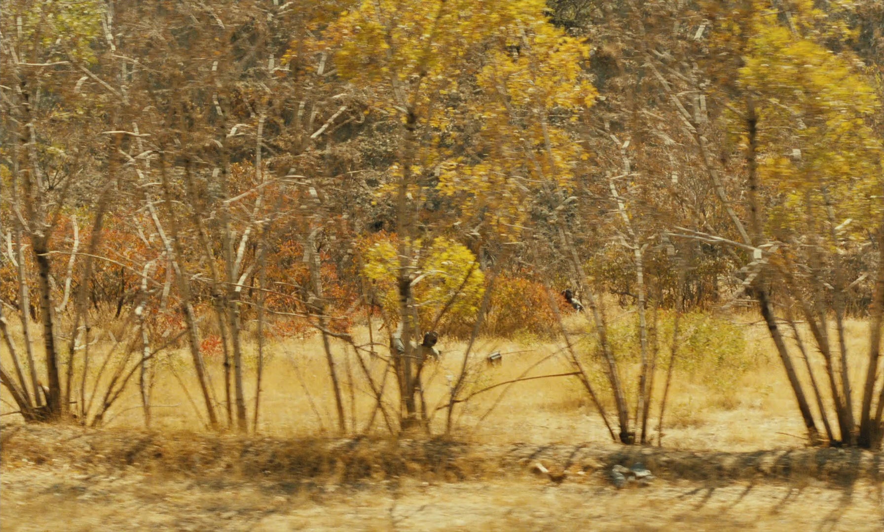 Ta'm e guilass (1997), wide, 1.66:1 — film still