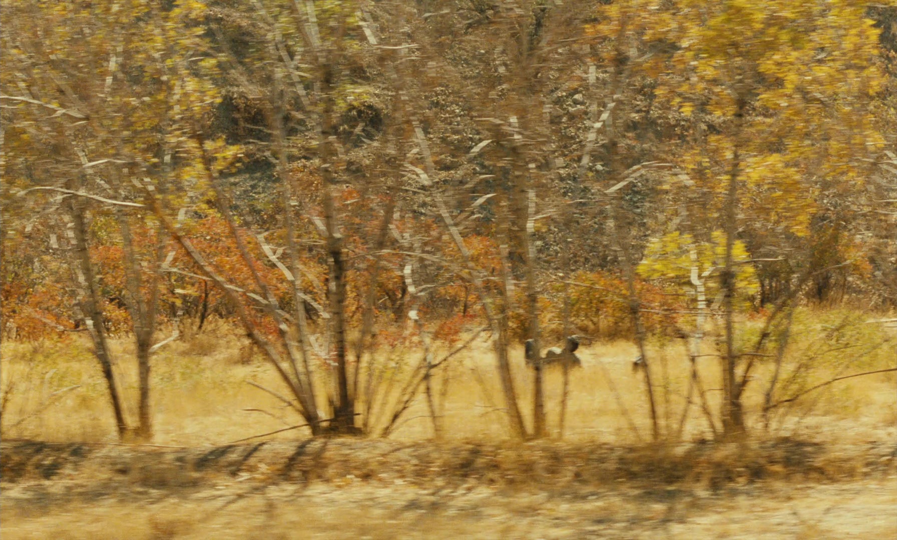 Ta'm e guilass (1997), wide, 1.66:1 — film still