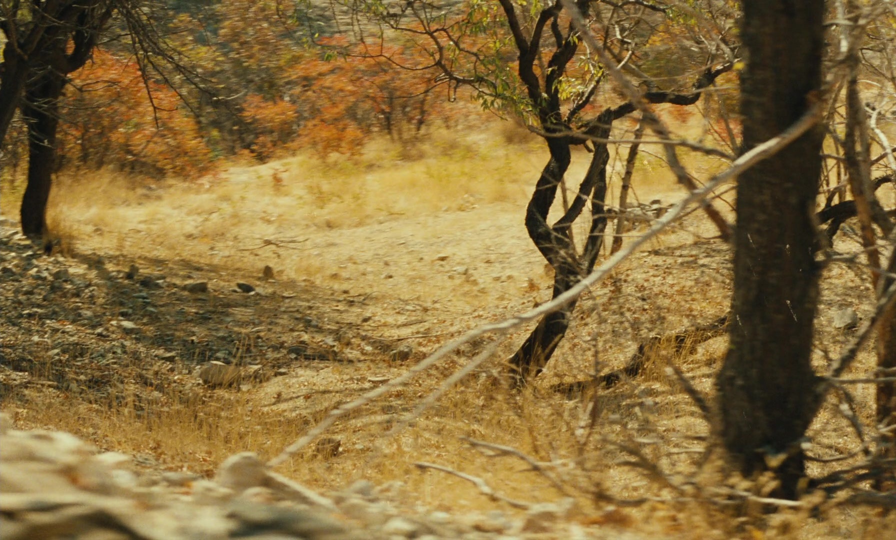 Ta'm e guilass (1997), wide, 1.66:1 — film still