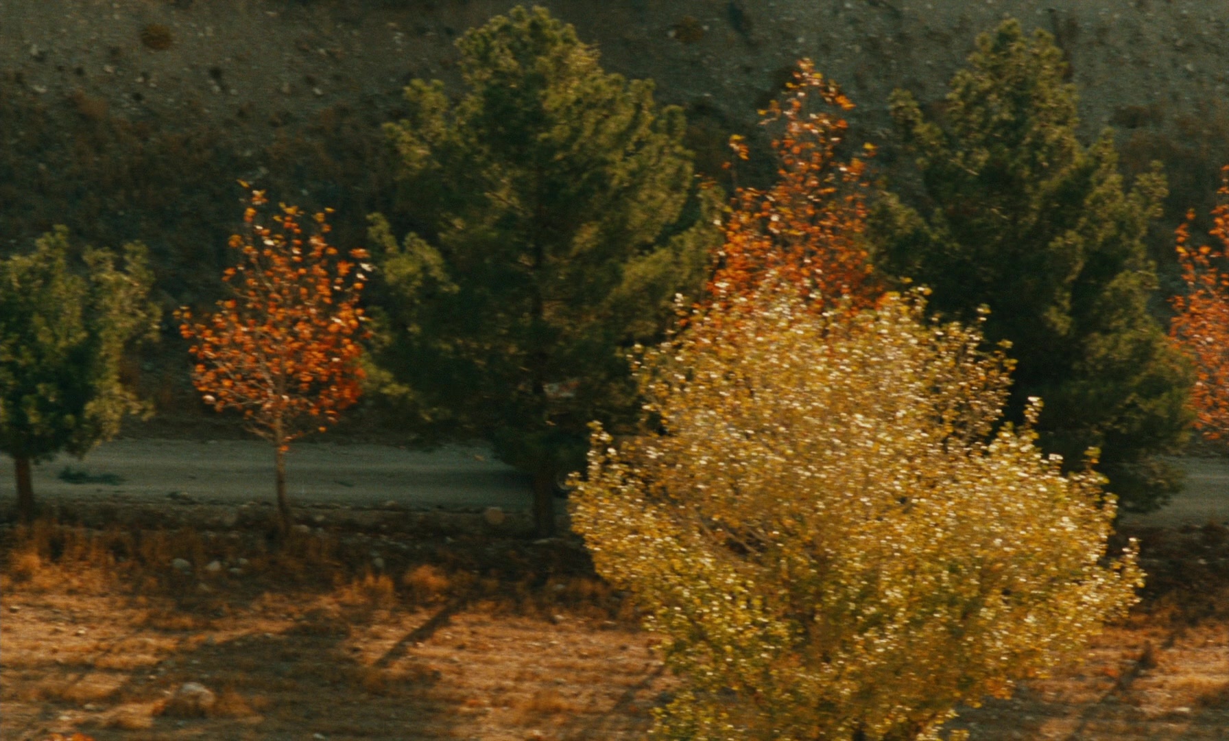 Ta'm e guilass (1997), wide, 1.66:1 — film still
