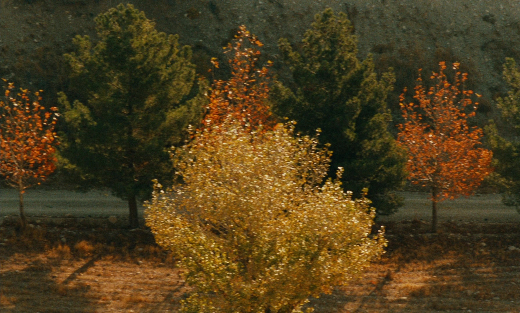 Ta'm e guilass (1997), wide, 1.66:1 — film still
