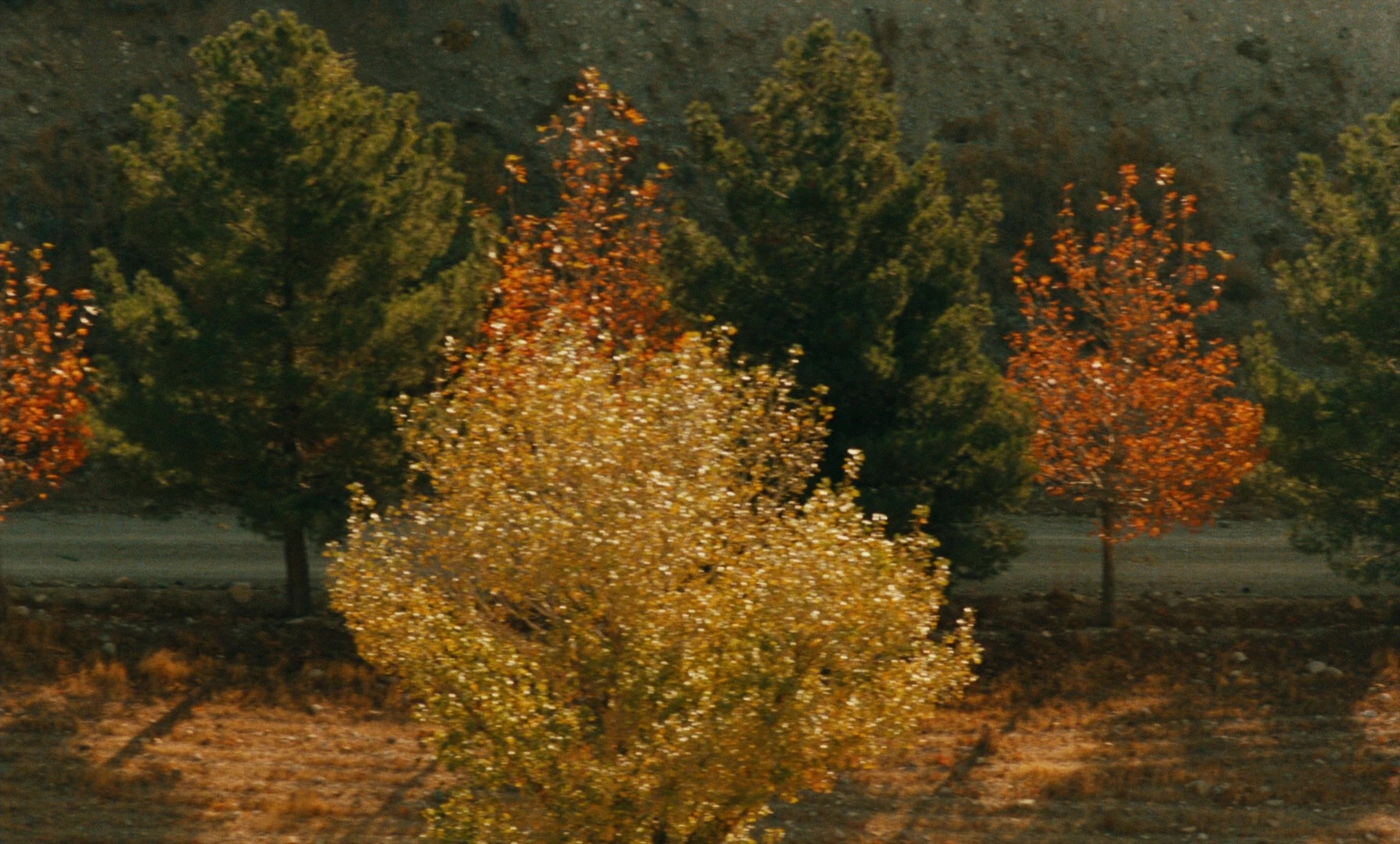 Ta'm e guilass (1997), wide, 1.66:1 — film still