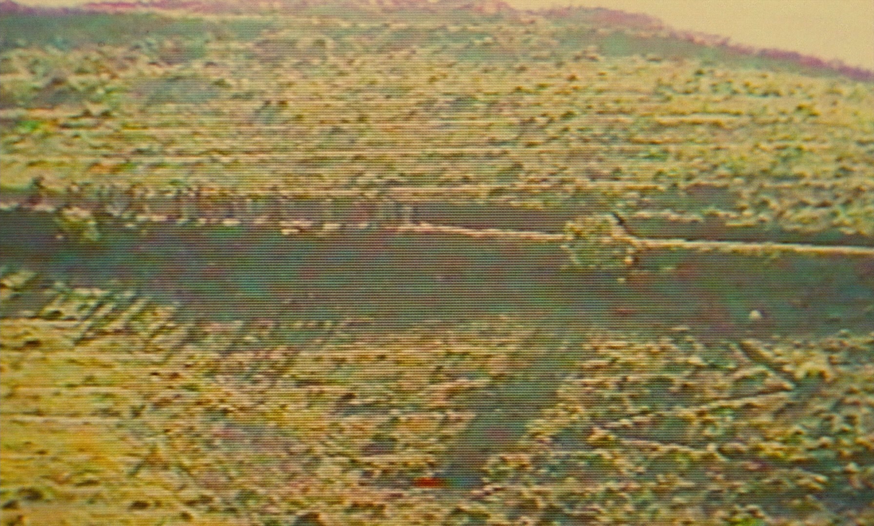 Ta'm e guilass (1997), unknown, 1.66:1 — film still