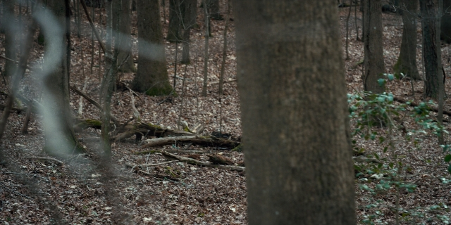 Wide shot frame from Stranger Things — forest, tree