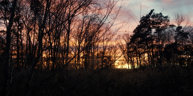 Wide shot frame from Stranger Things — tree