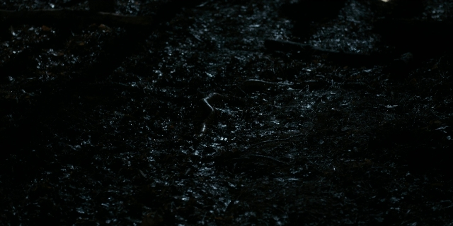 Wide shot frame from Stranger Things — animal