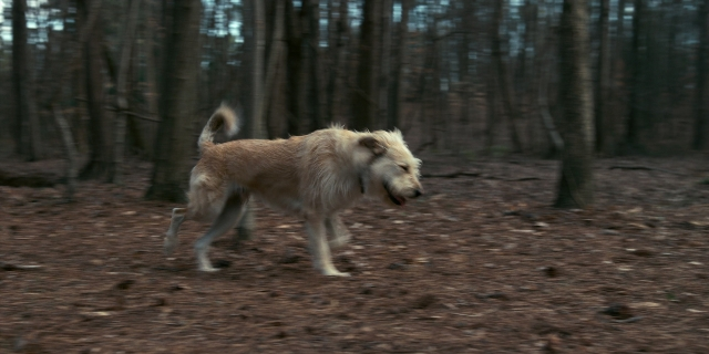 Wide shot frame from Stranger Things — dog, coat, running