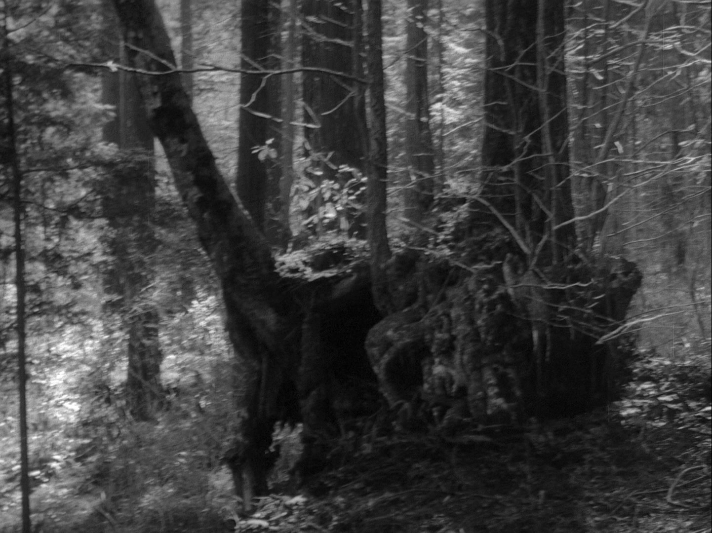 Sansho dayu (1954), wide, 1.34:1 — film still