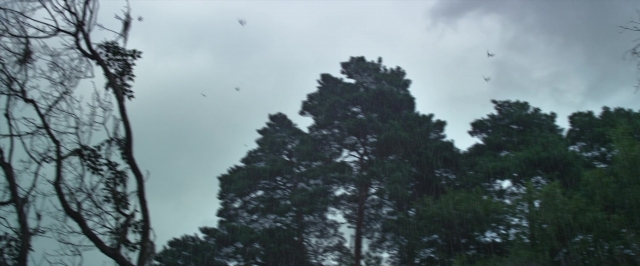 Wide shot frame from Jack the Giant Slayer — bird, forest
