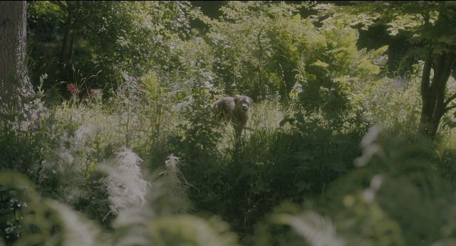 Wide shot frame from The Secret Garden — walking, animal, dog
