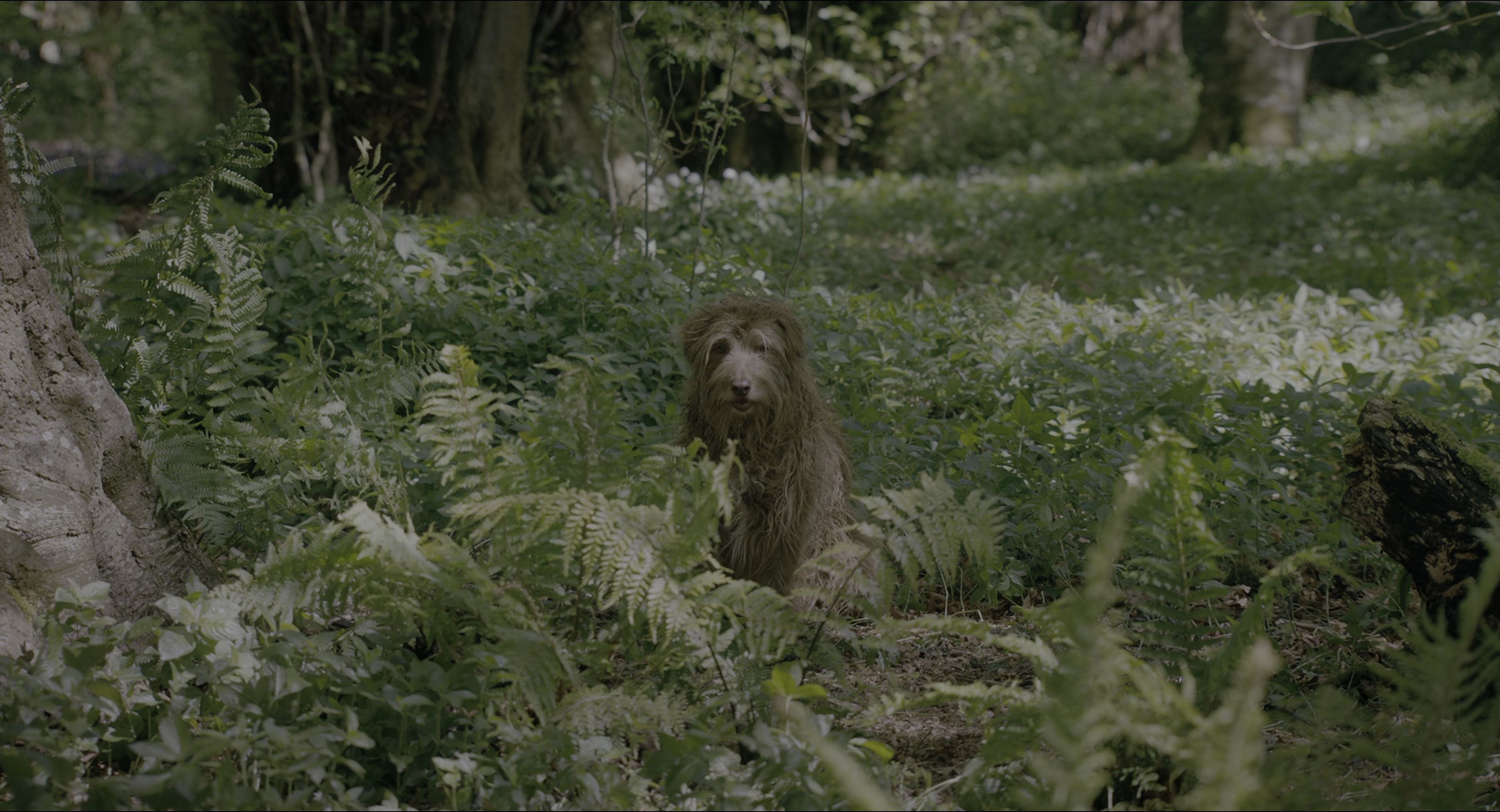 The Secret Garden (2020), wide, 1.85:1 — film still