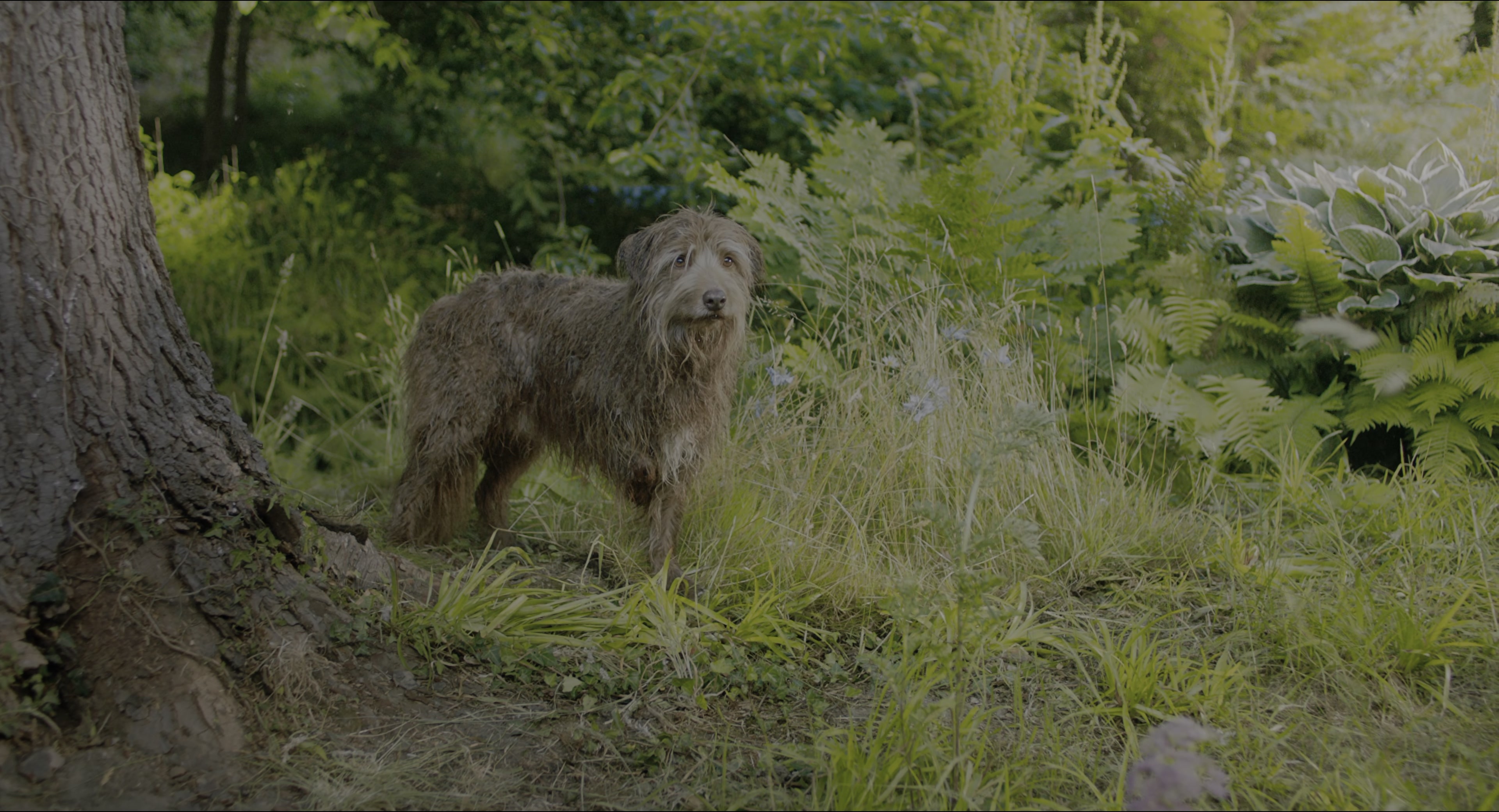 The Secret Garden (2020), wide, 1.85:1 — film still