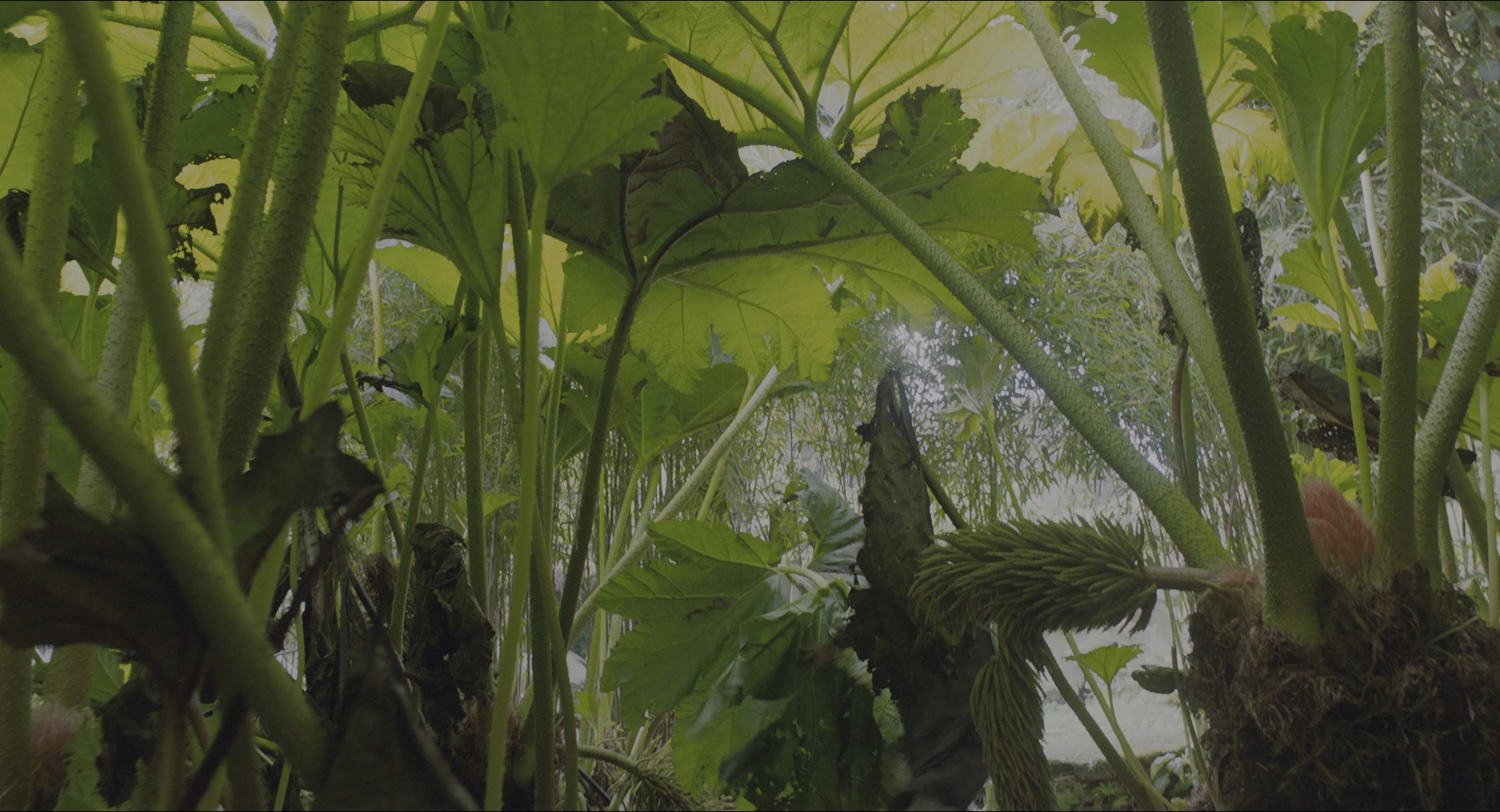 The Secret Garden (2020), wide, 1.85:1 — film still