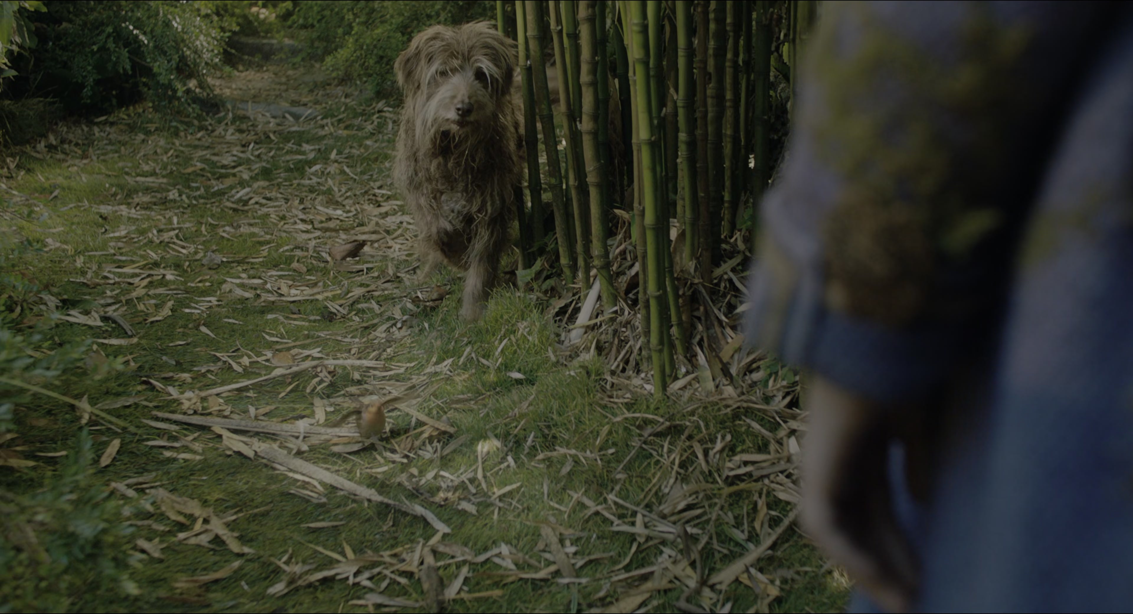 The Secret Garden (2020), wide, 1.85:1 — film still