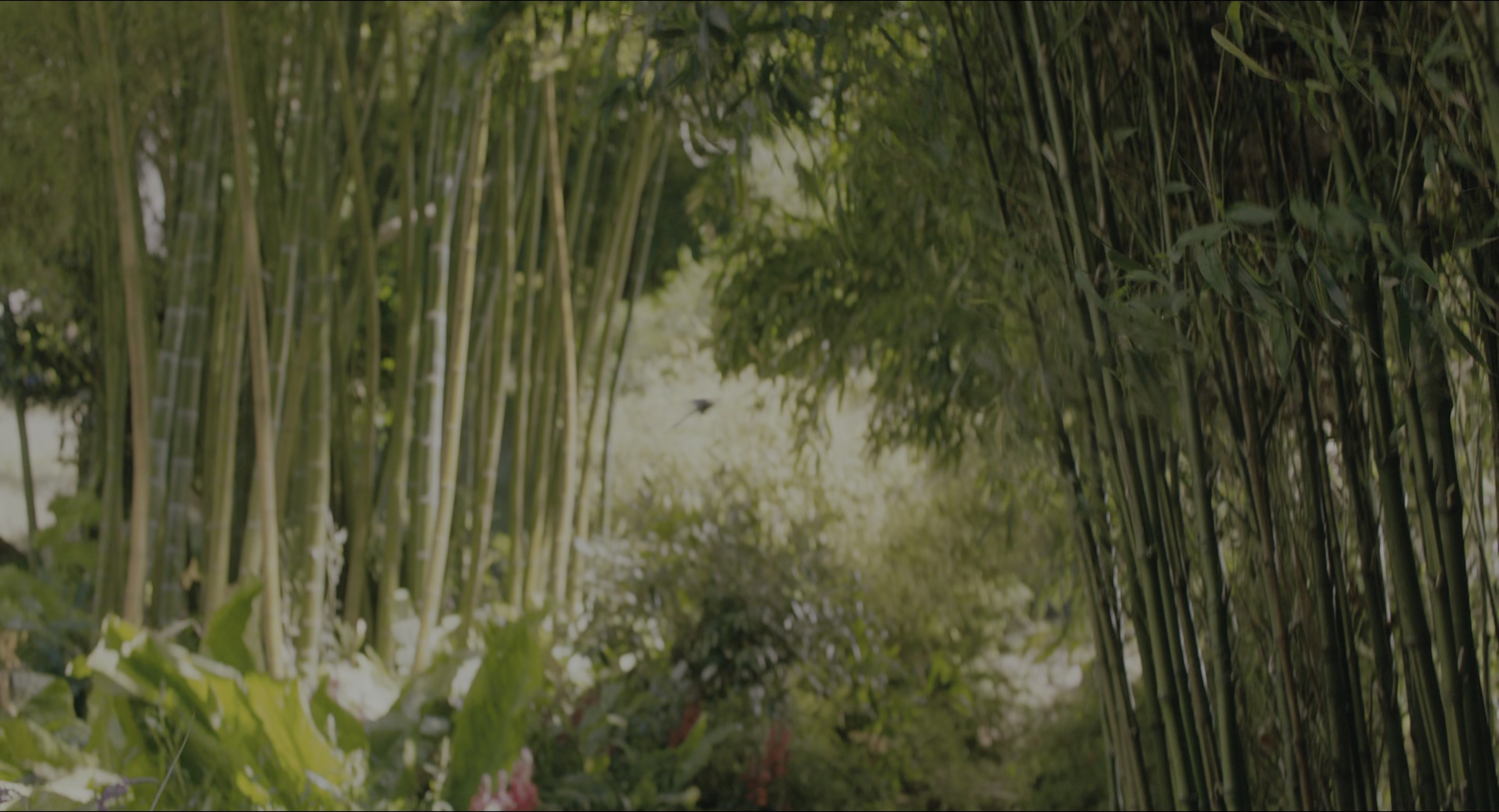 The Secret Garden (2020), wide, 1.85:1 — film still