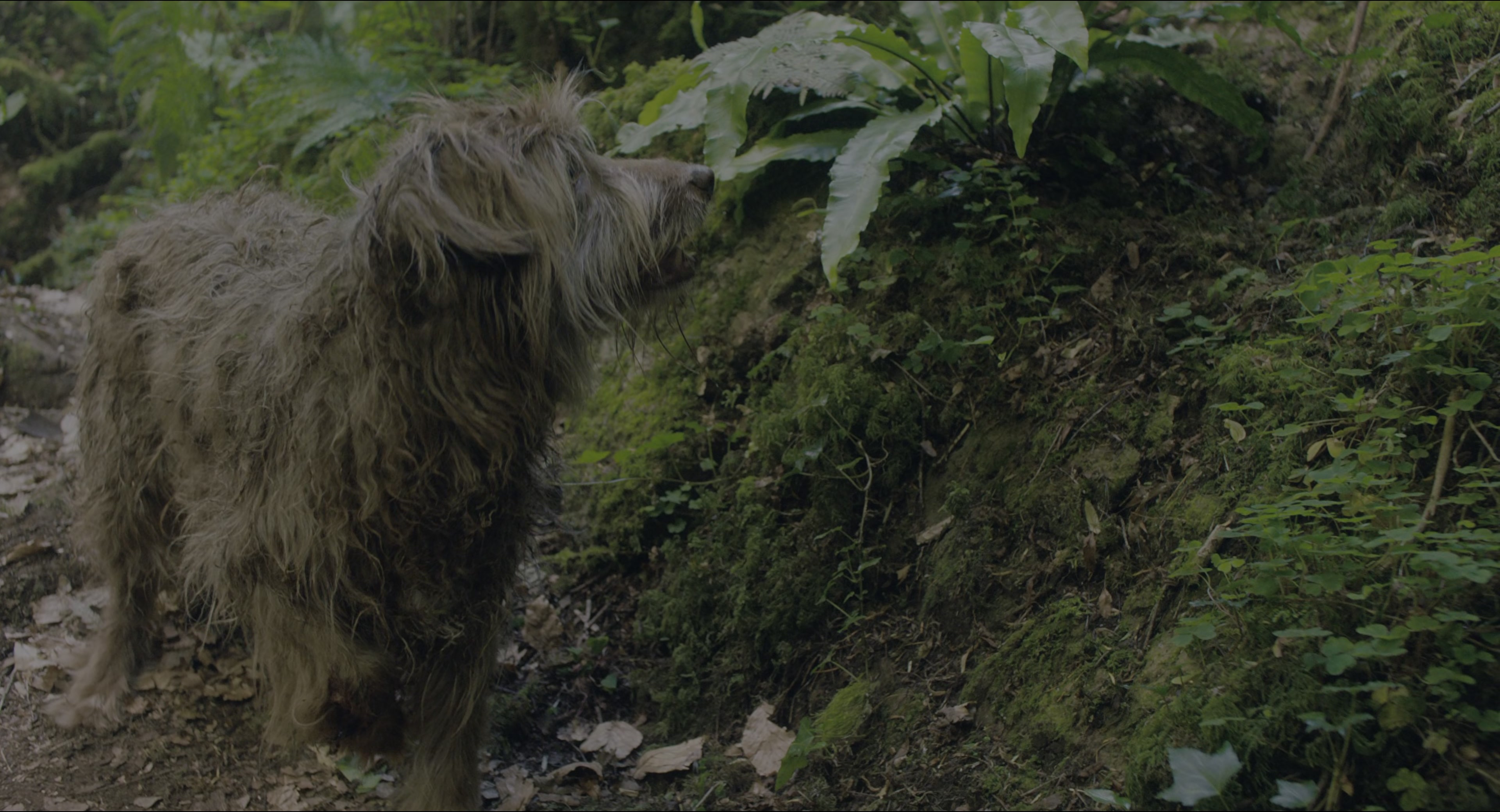 The Secret Garden (2020), wide, 1.85:1 — film still