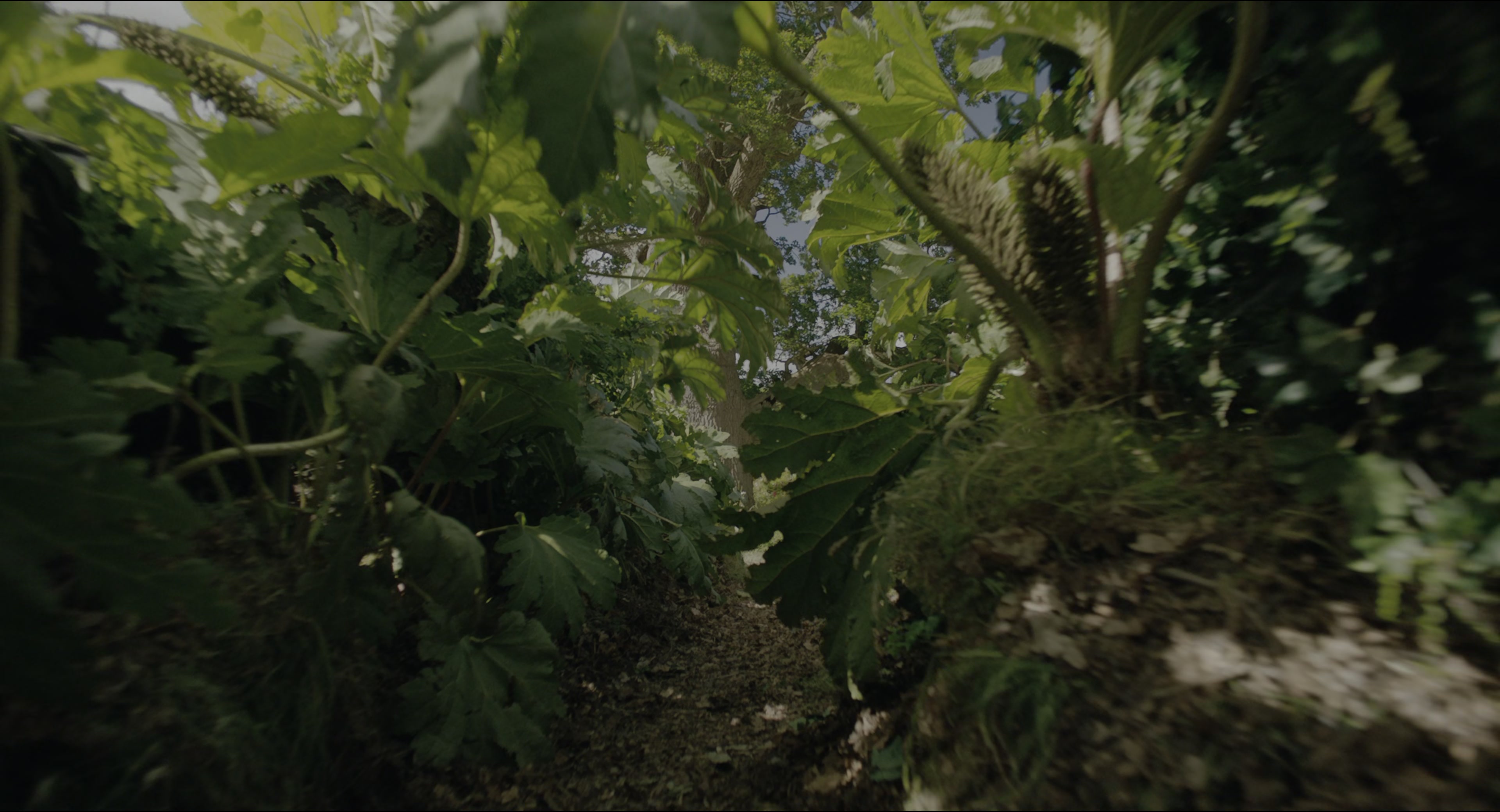 The Secret Garden (2020), wide, 1.85:1 — film still