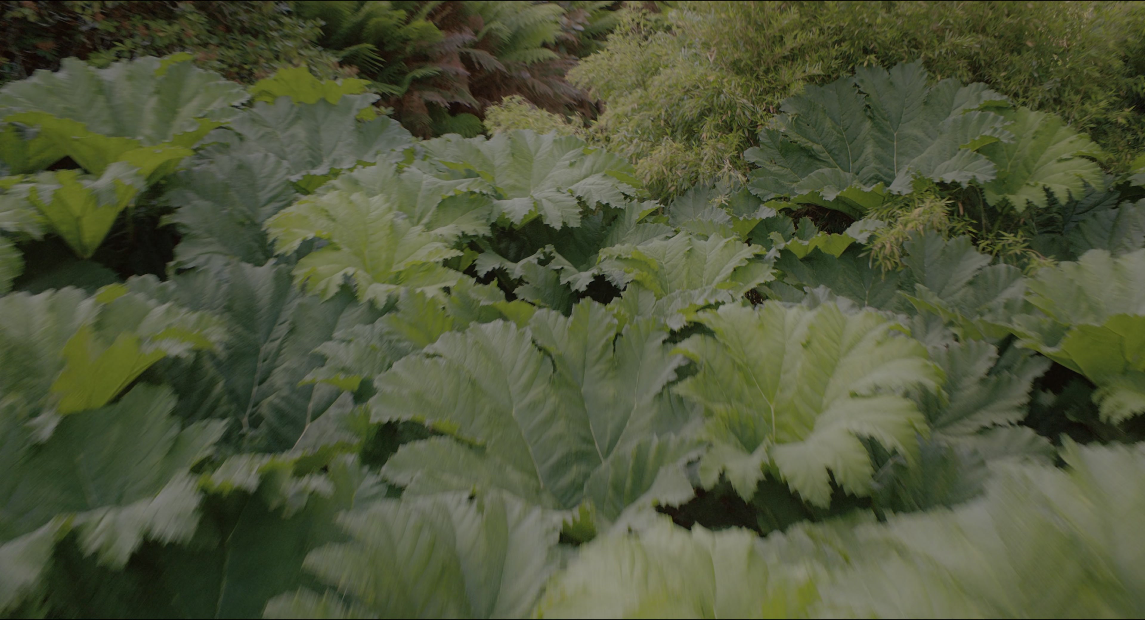 The Secret Garden (2020), unknown, 1.85:1 — film still