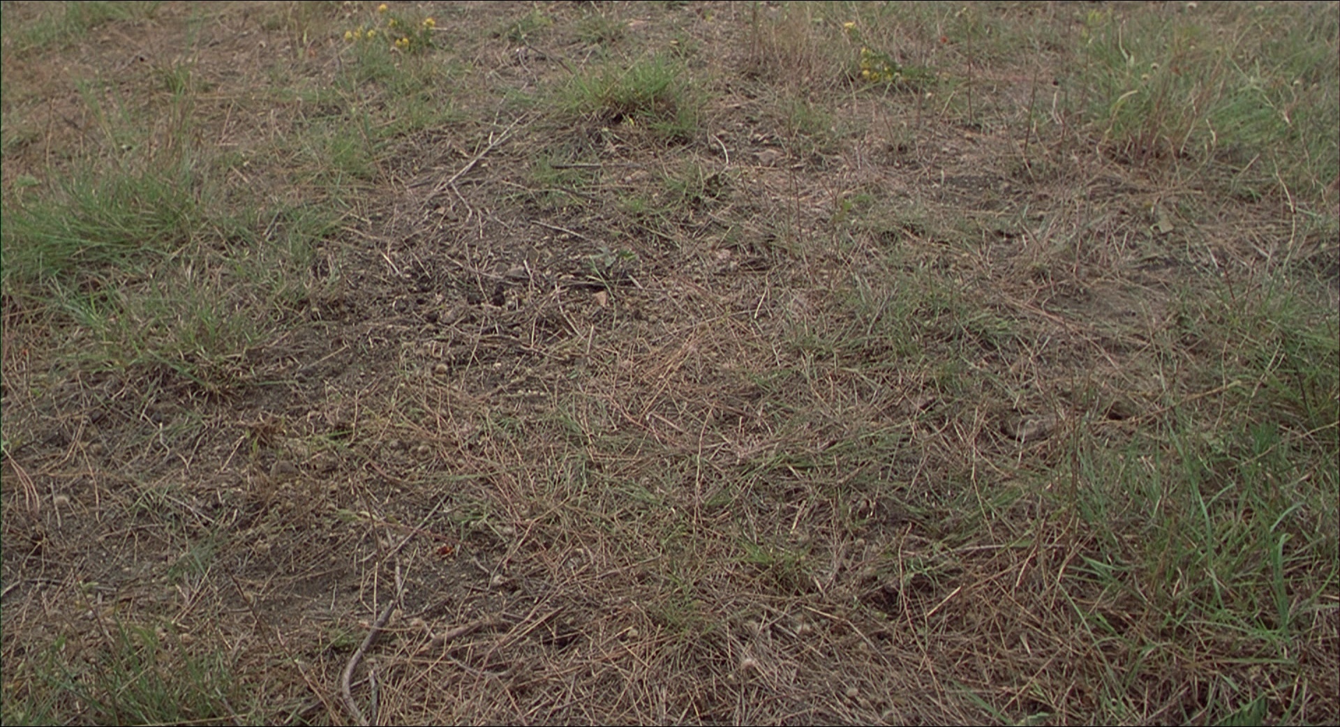 Office Space (1999), wide, 1.84:1 — film still