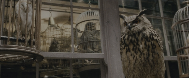 Wide shot frame from Harry Potter and the Sorcerer's Stone — standing, room, bird