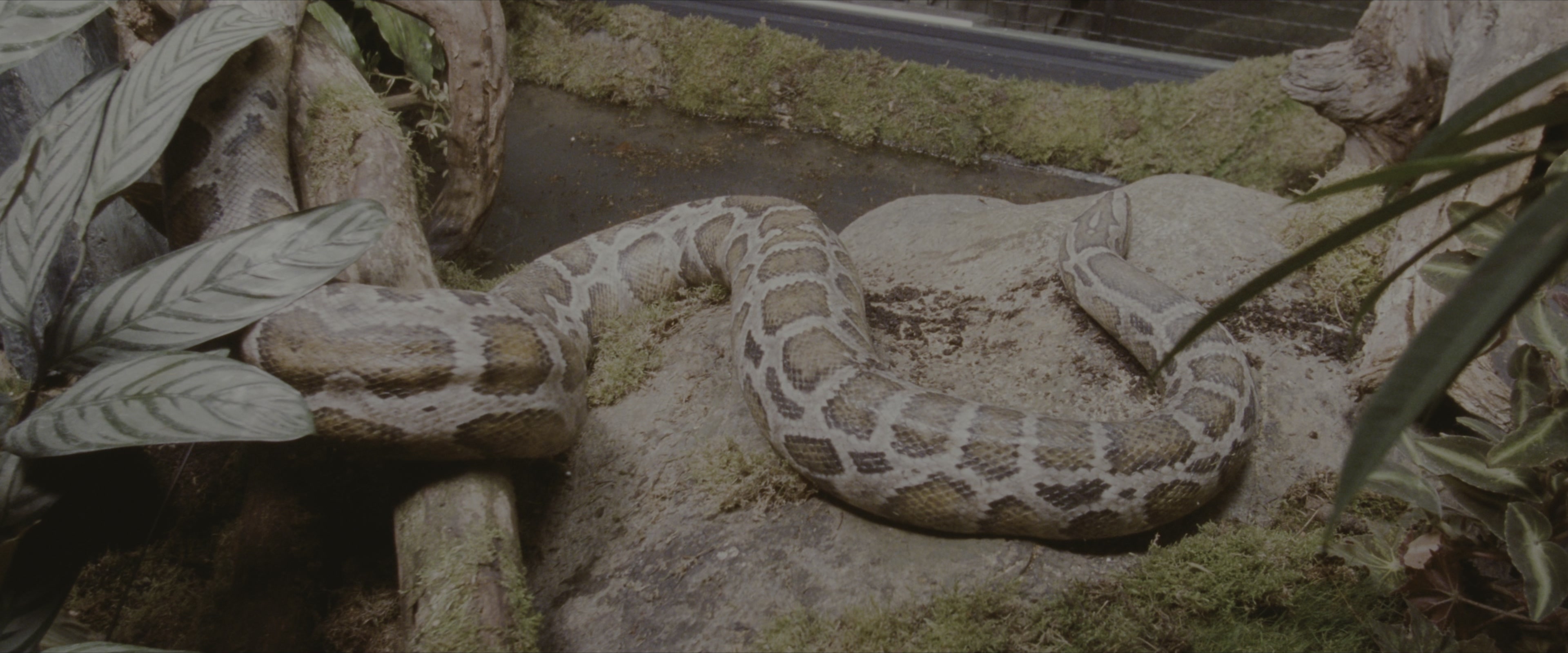 Harry Potter and the Sorcerer's Stone (2001), wide, 2.40:1 — film still