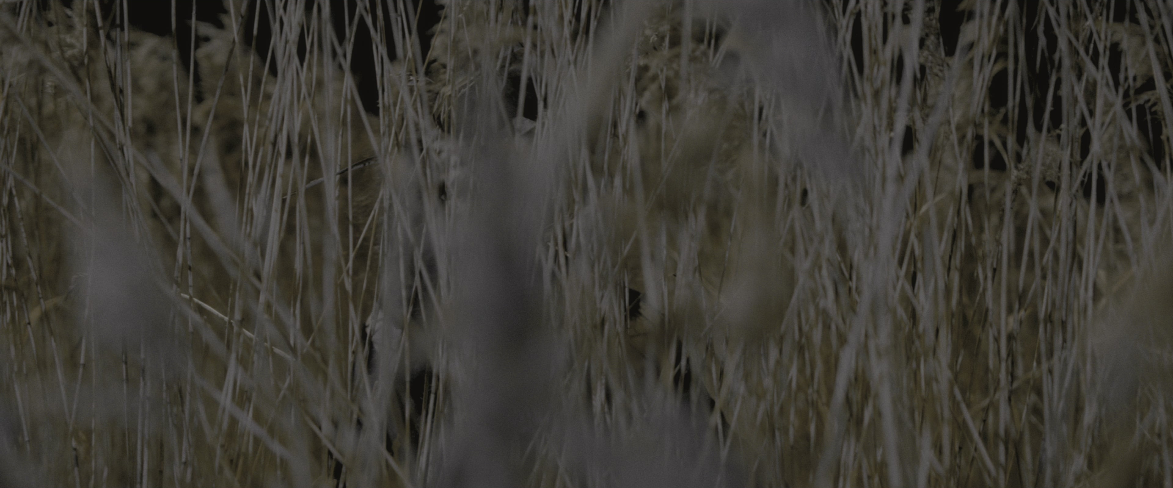 Harry Potter and the Half-Blood Prince (2009), wide, 2.40:1 — film still