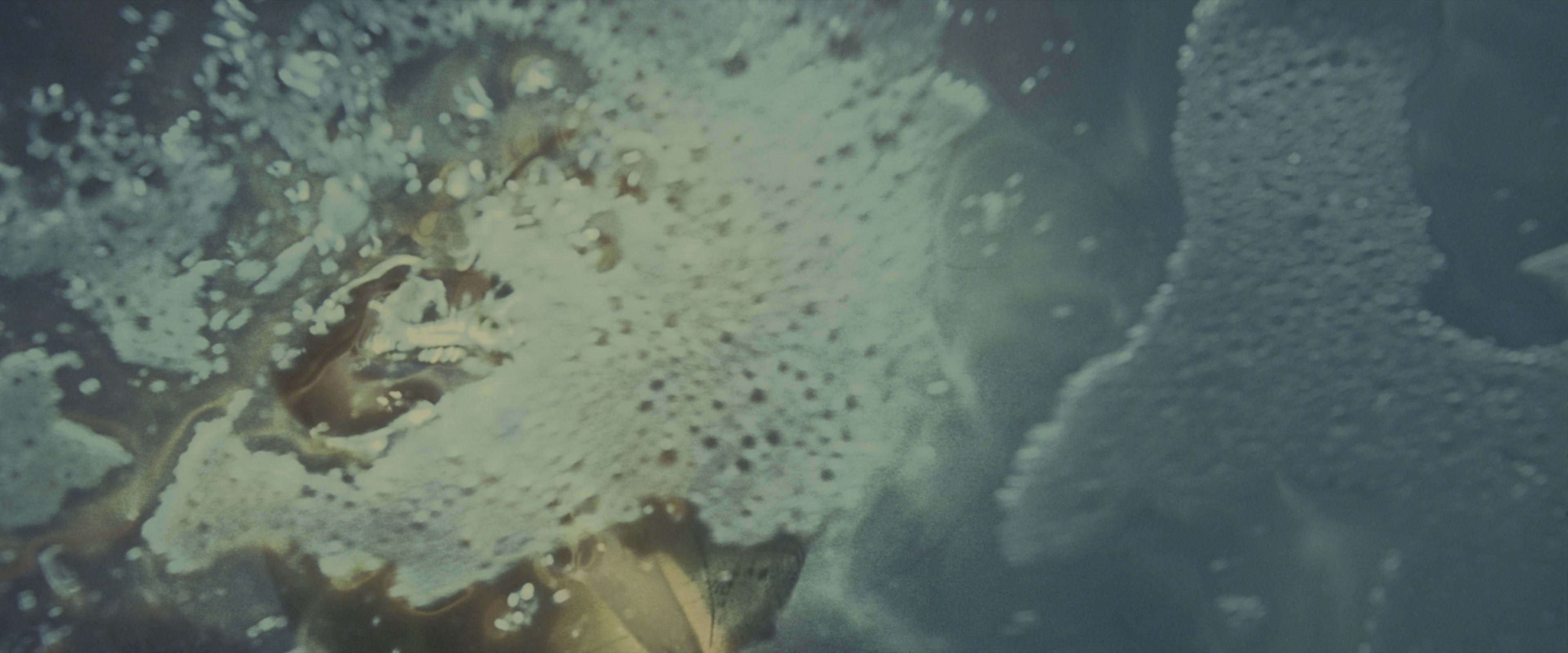 Harry Potter and the Goblet of Fire (2005), wide, 2.40:1 — film still