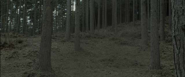 Wide shot frame from Harry Potter and the Deathly Hallows - Part 1 — forest, tree