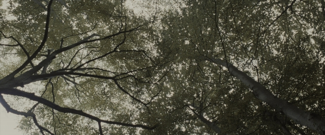Wide shot frame from Harry Potter and the Deathly Hallows - Part 1 — tree
