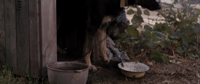 Wide shot frame from Kak menya zovut — standing, animal, dog