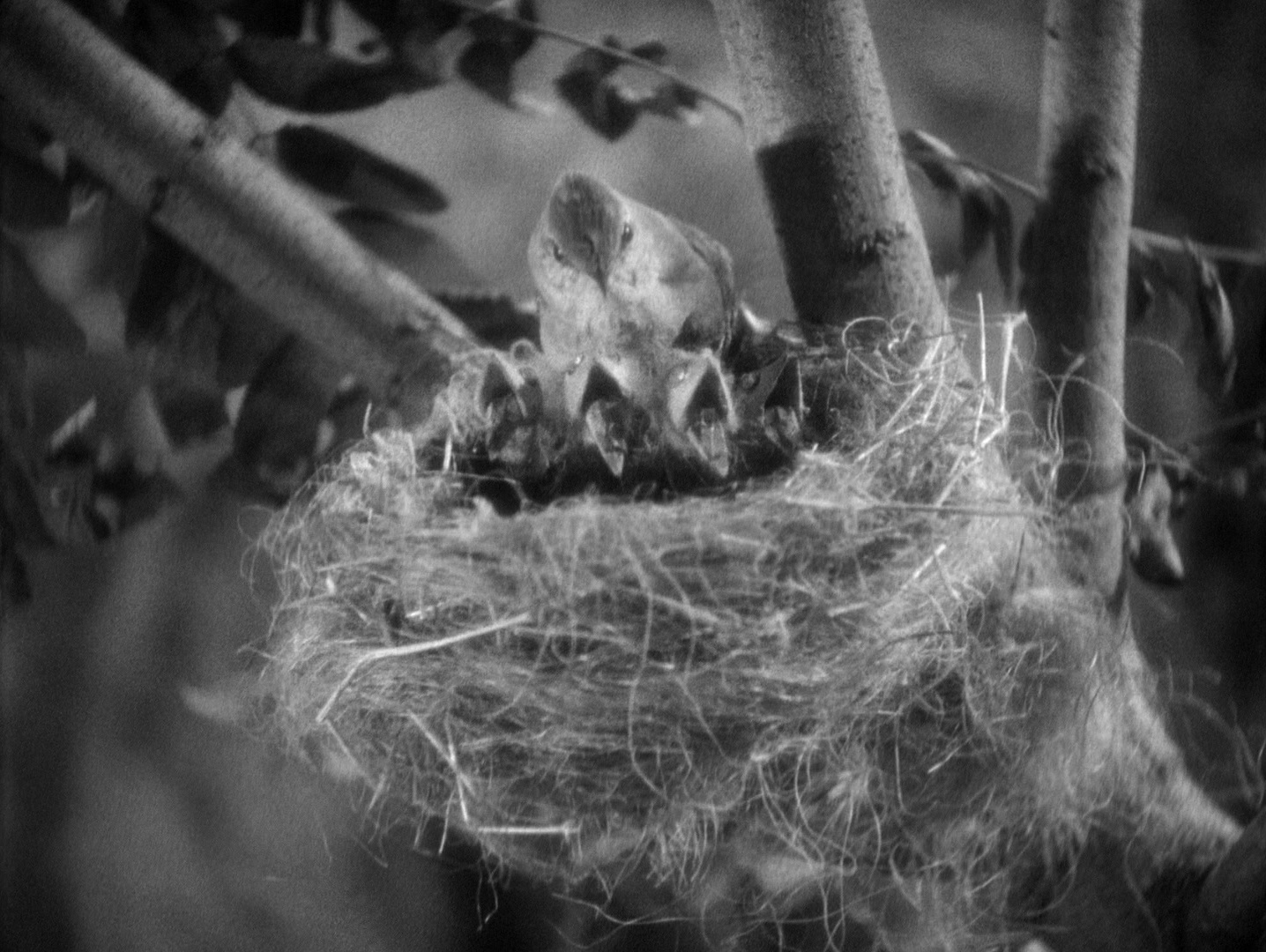 Footlight Parade (1933), wide, 1.33:1 — film still