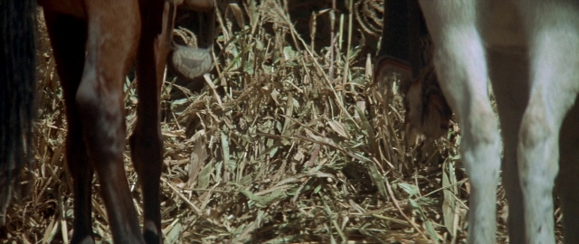 Wide shot frame from Butch Cassidy and the Sundance Kid — standing, animal, bird