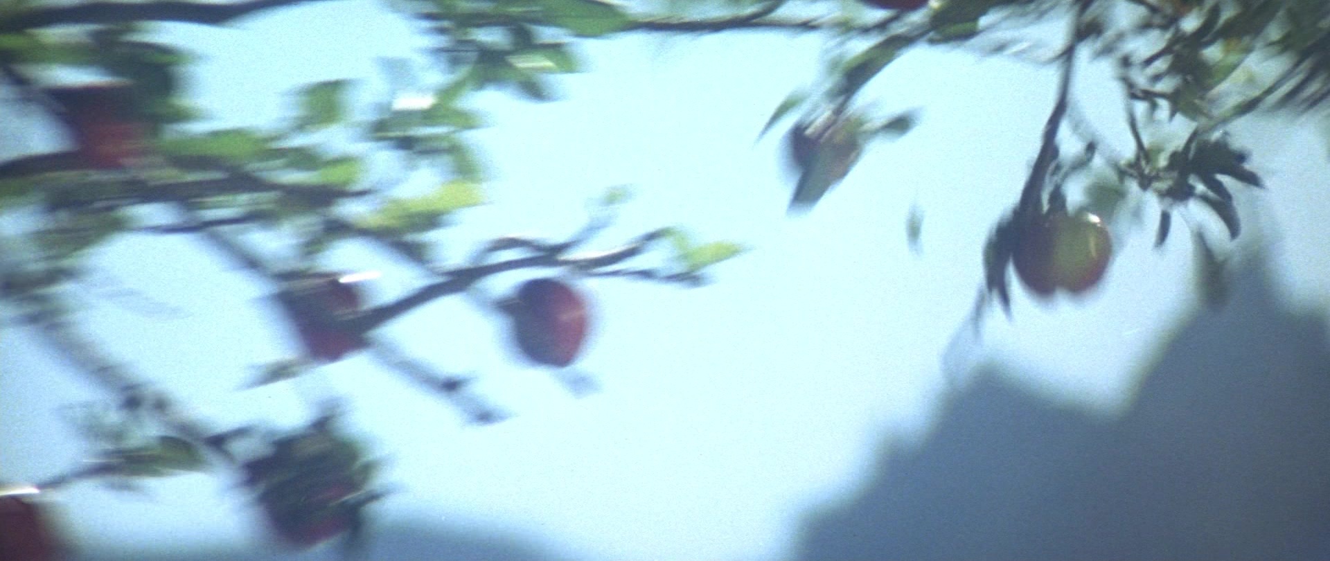 Butch Cassidy and the Sundance Kid (1969), medium, 2.37:1 — film still